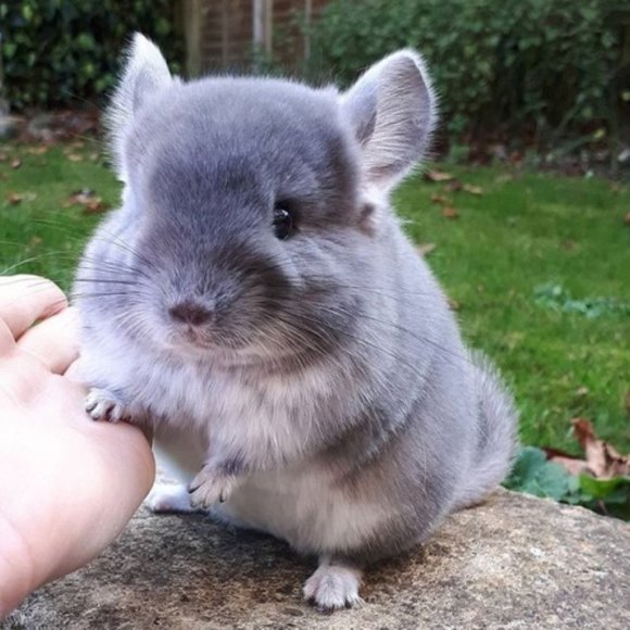 Meet the Chinch! - Picture 3 of 4